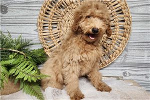 Crawford - Goldendoodle, Mini for sale