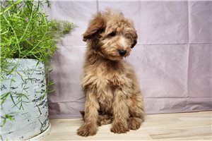 Cray - Goldendoodle, Mini for sale
