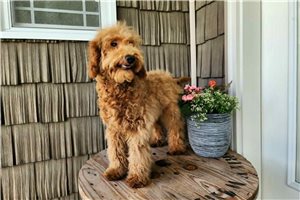 Crawford - puppy for sale