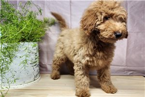 Crawford - Goldendoodle, Mini for sale