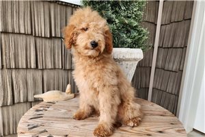 Cubby - Goldendoodle, Mini for sale