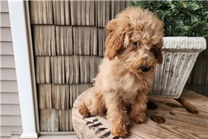 Christine - Goldendoodle, Mini for sale