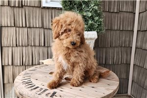 Crater - Goldendoodle, Mini for sale