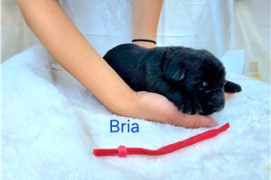 Bria - German Shepherd for sale
