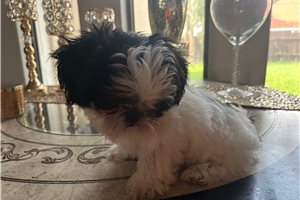 Rafe - puppy for sale