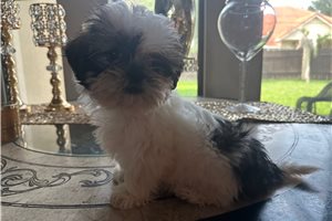 Raina - puppy for sale