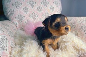 Ava - Yorkshire Terrier - Yorkie for sale