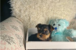 Avery - Yorkshire Terrier - Yorkie for sale