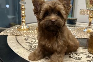 Alonzo - Yorkshire Terrier - Yorkie for sale