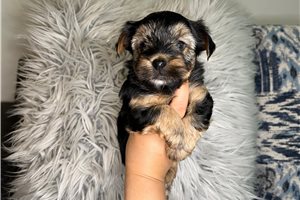 Dustin - Yorkshire Terrier - Yorkie for sale