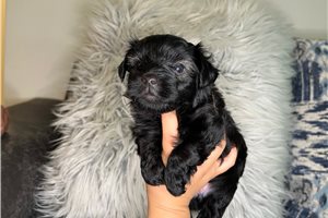 Daisy - Yorkshire Terrier - Yorkie for sale
