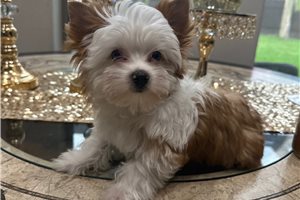 Alec - Yorkshire Terrier - Yorkie for sale