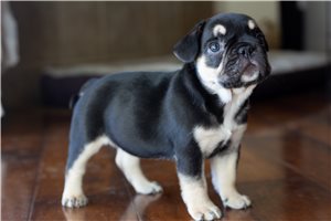 Talia - French Bulldog for sale