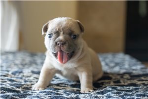 Taylor - French Bulldog for sale