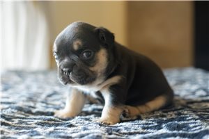 Talia - French Bulldog for sale
