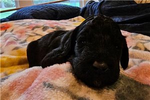 Piper - Poodle, Standard for sale