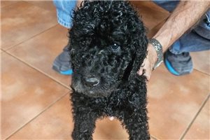 Thea - Poodle, Standard for sale