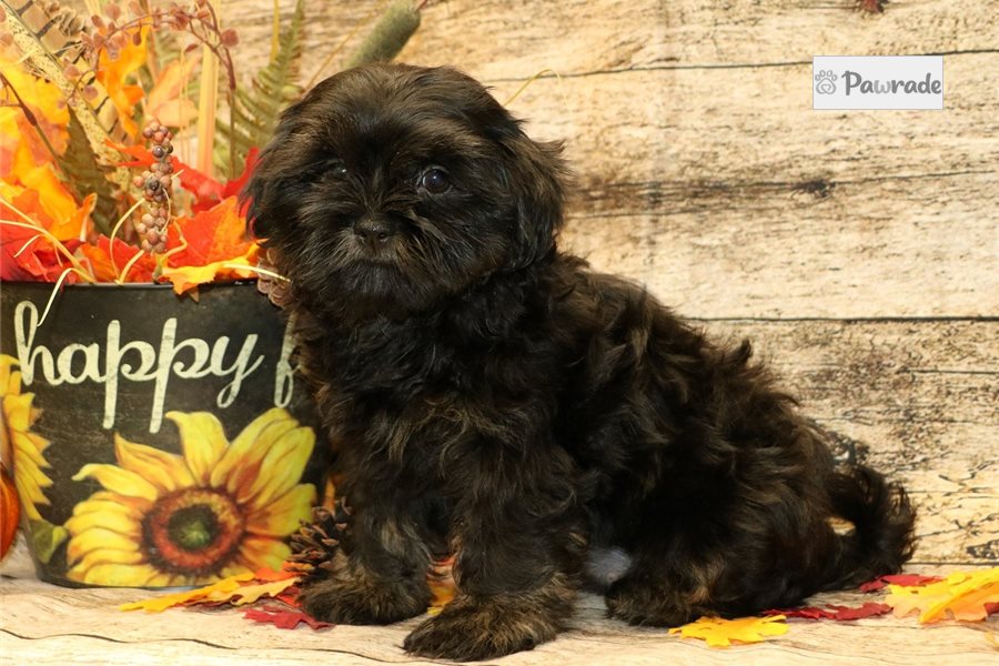 Elise, female Shih Tzu puppy for sale