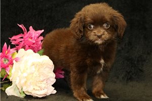 Eloise - puppy for sale