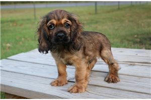 Sammie - Cocker Spaniel for sale