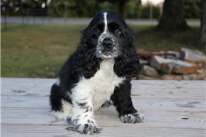 Biscuit - Cocker Spaniel for sale