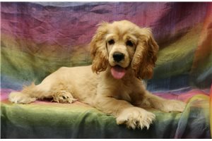 Duffy - Cocker Spaniel for sale