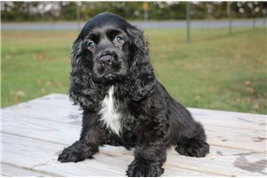Batman - Cocker Spaniel for sale