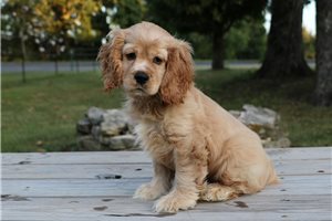 Duffy - Cocker Spaniel for sale