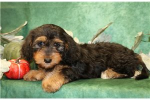 Naralee - Mini Dachshund for sale
