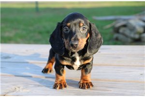 Hans - Dachshund, Mini for sale
