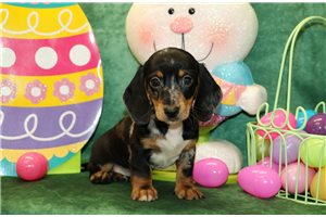 Holland - Dachshund, Mini for sale