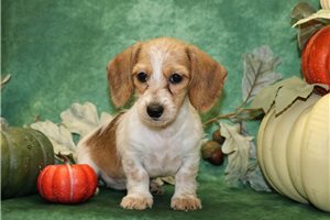 Nell - puppy for sale