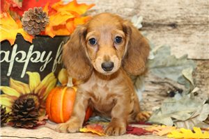 Valentine - puppy for sale