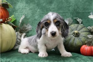 Nile - Dachshund, Mini, placed in Springfield