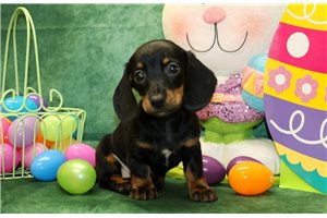 Hera - Dachshund, Mini for sale