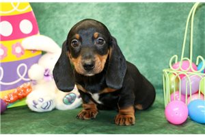 Henri - Dachshund, Mini for sale