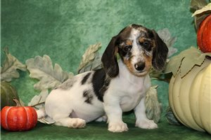 Nedra - Mini Dachshund for sale