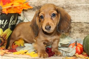 Vako - puppy for sale