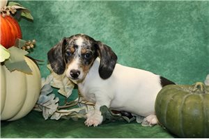 Niko - puppy for sale