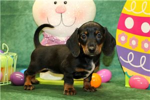 Holly - Dachshund, Mini for sale