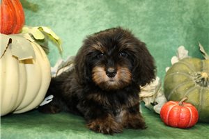 Natalie - Dachshund, Mini, placed in Springfield