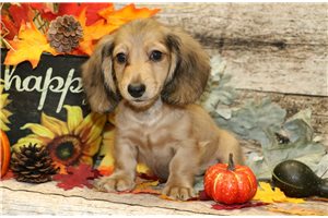 Valentino - puppy for sale