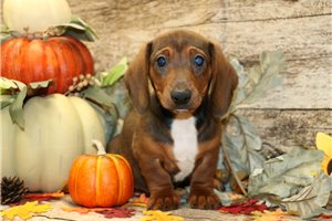 Waldo - Dachshund for sale