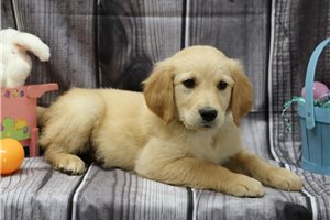 Crawford - puppy for sale