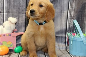 Outlaw - puppy for sale