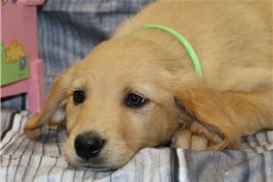 Colby - Golden Retriever for sale
