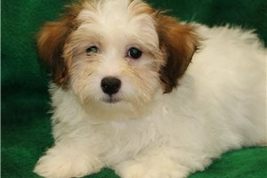Barry - Havanese for sale