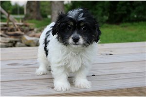 Lola - puppy for sale