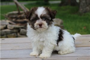 Lacey - puppy for sale
