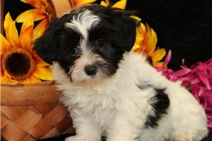 Wheeler - puppy for sale